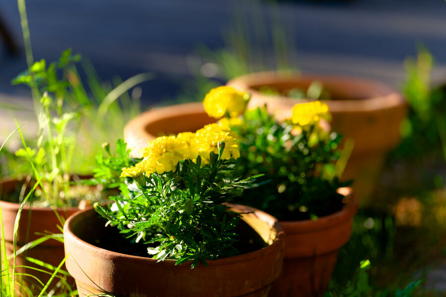 P1010523.jpg P1010523.jpg