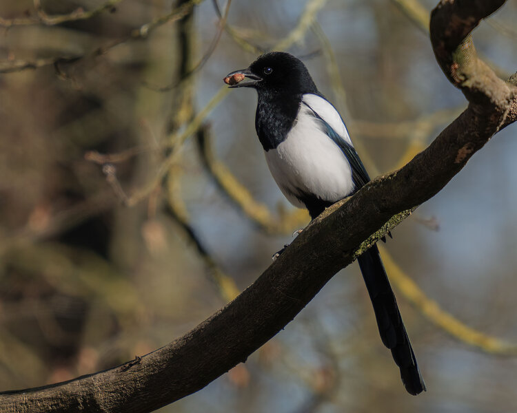 P2_19042 2000px crop.jpg