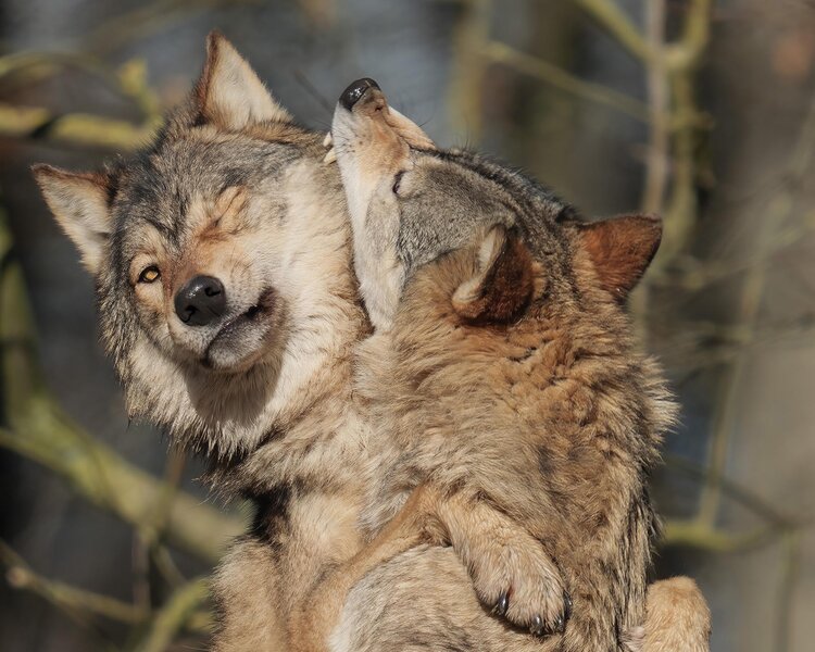 P2_19069 2000px crop.jpg