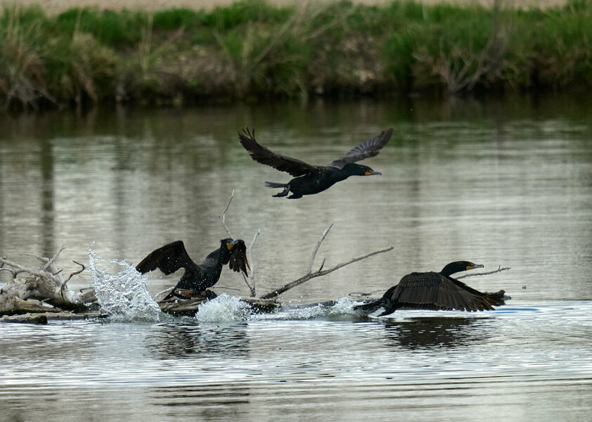 P1523087 1.jpg P1523087 1.jpg