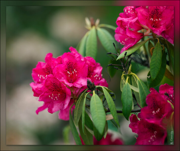 rhodies_280523.jpg