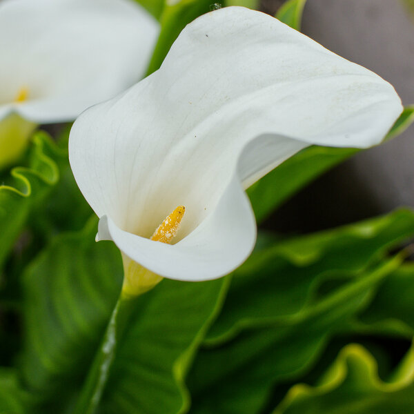 flower Vivitar 28mm [P12186].jpg