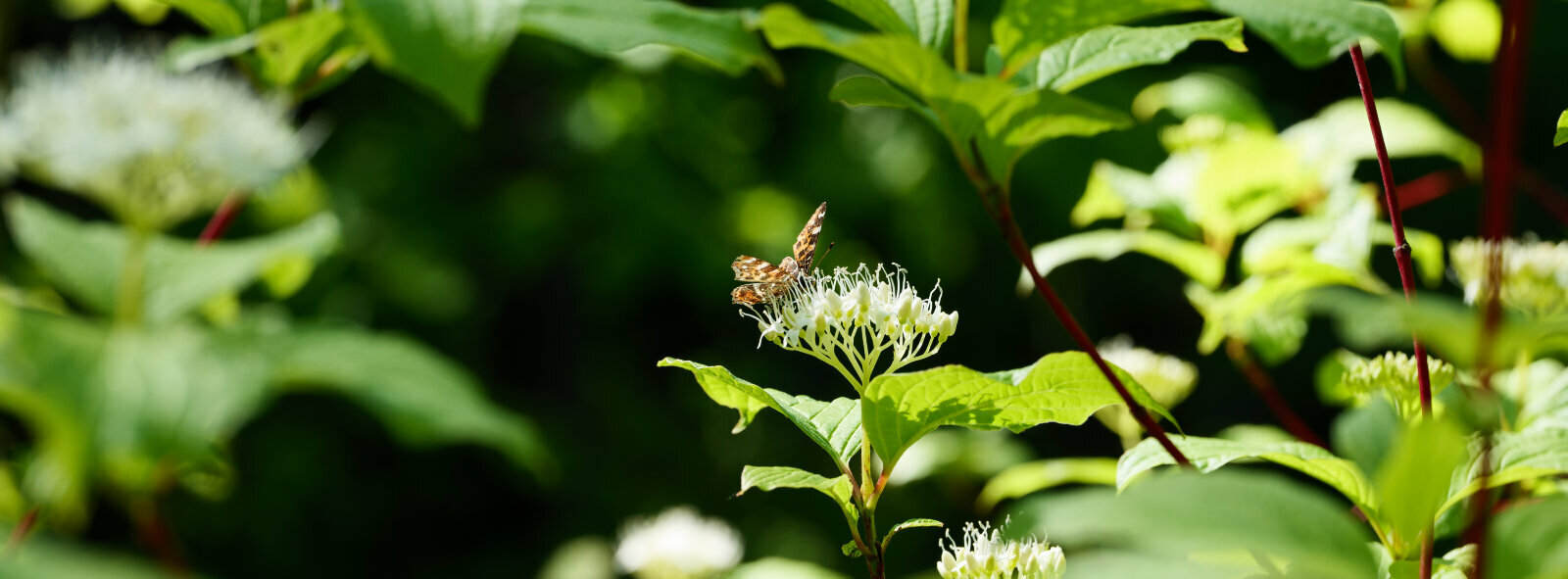 P1000344.jpg P1000344.jpg