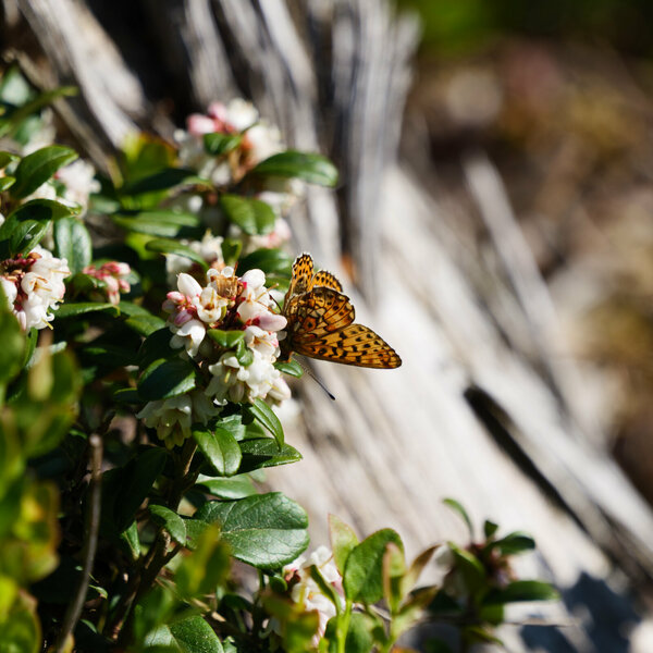 P1000396.jpg P1000396.jpg