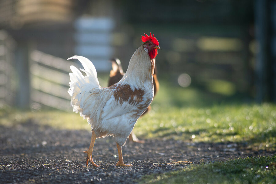 chicken-run.jpg