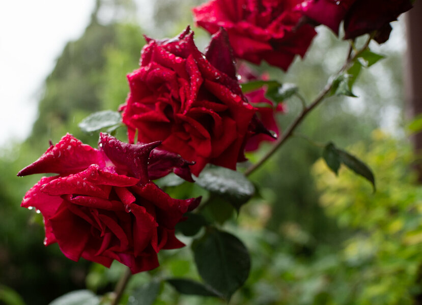 Rainy Rose SOOC TT A 25 f-2.jpg