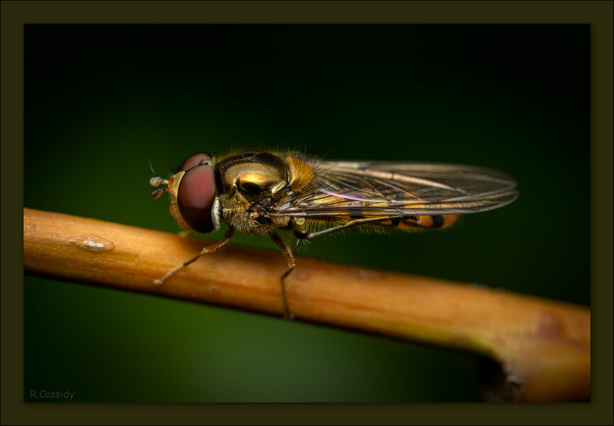 hoverfly020723.jpg
