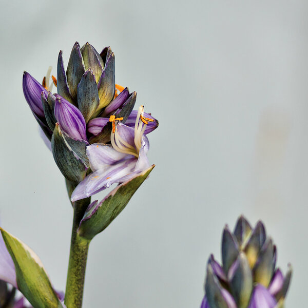 [P13361] Zeiss Sonnar 85 - unfurling.jpg