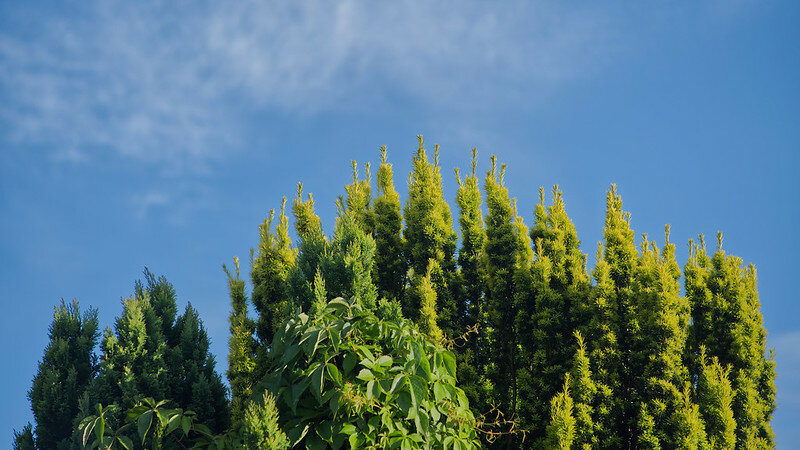 53024304851_886a8e1725_c.jpg 53024304851_886a8e1725_c.jpg