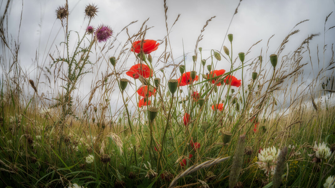 53076478902_ff7fc06946_o.jpg 53076478902_ff7fc06946_o.jpg