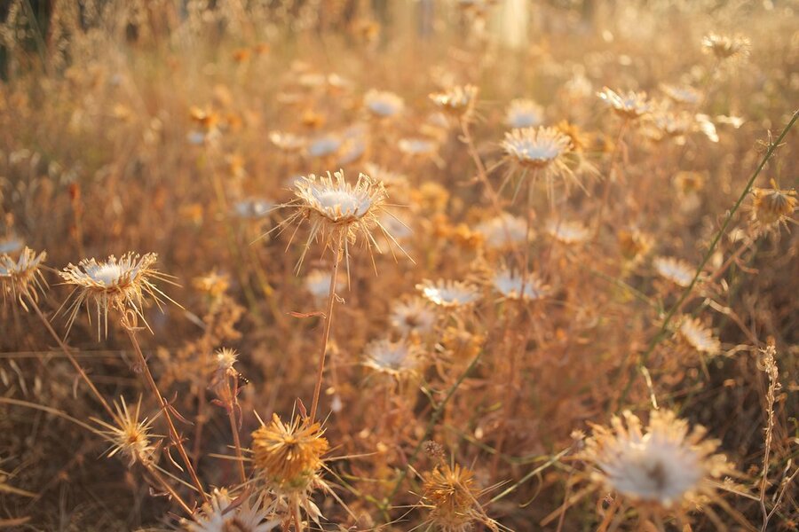 53126244858_4b33dae25d_b.jpg 53126244858_4b33dae25d_b.jpg