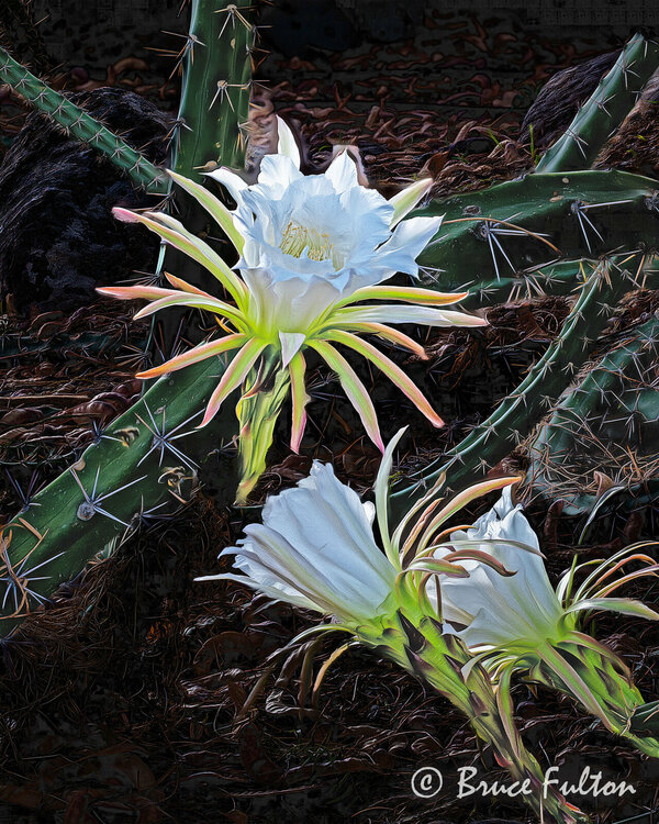 P1027303fb.jpg P1027303fb.jpg