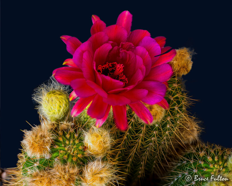 P1026949fb.jpg P1026949fb.jpg