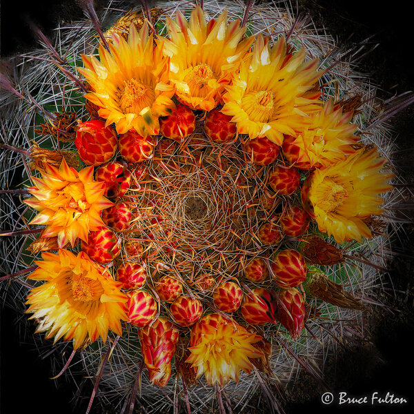 P1027868fb.jpg P1027868fb.jpg