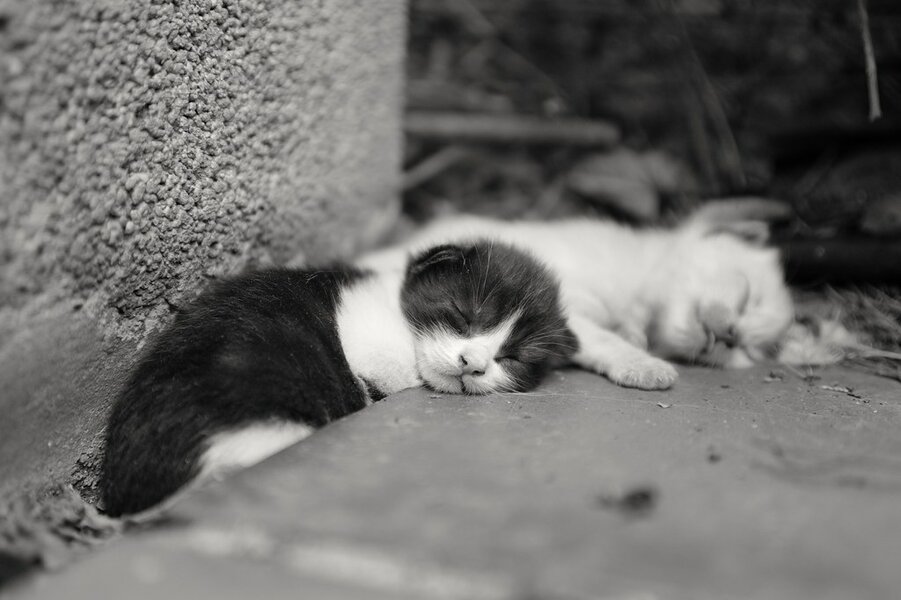 53144684416_d1abec4e2d_b.jpg 53144684416_d1abec4e2d_b.jpg