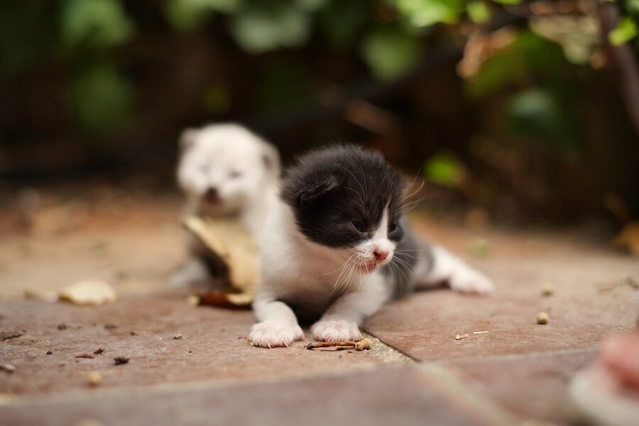 53147370369_cf59bc2690_b.jpg 53147370369_cf59bc2690_b.jpg