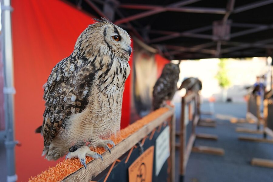 53108537471_079c6d542a_b.jpg 53108537471_079c6d542a_b.jpg