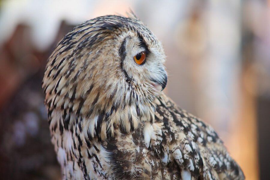 53108747489_6af00fa16f_b.jpg 53108747489_6af00fa16f_b.jpg