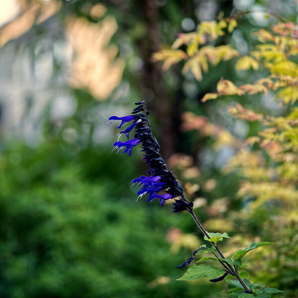 53162319840_f15bce1eb1_c.jpg 53162319840_f15bce1eb1_c.jpg