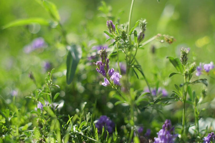 53200018697_c5db530daa_b.jpg 53200018697_c5db530daa_b.jpg