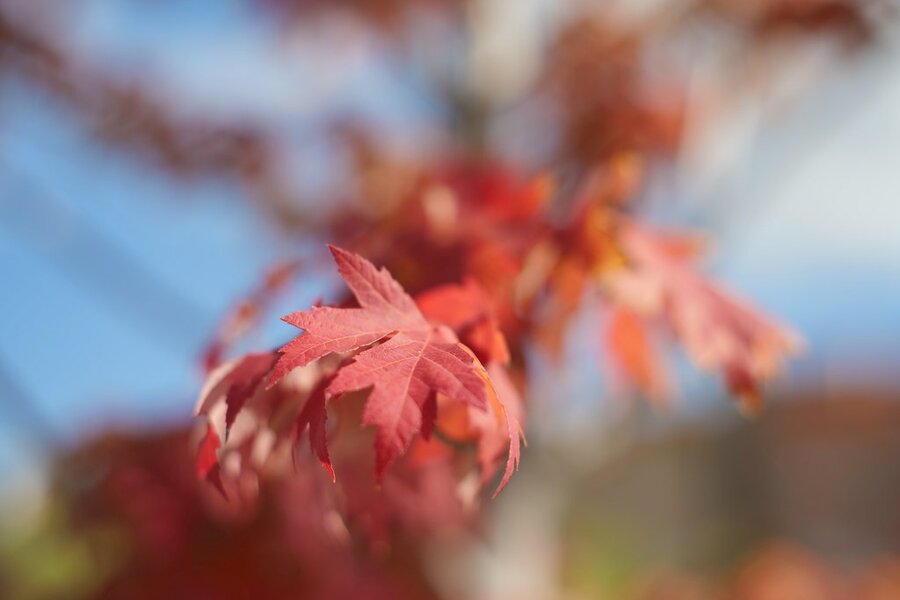 53200819890_147c83a287_b.jpg 53200819890_147c83a287_b.jpg