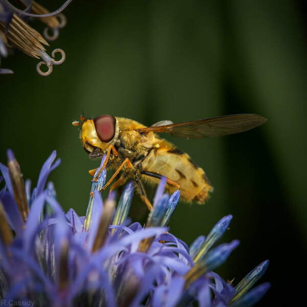 fly_laowa.jpg fly_laowa.jpg