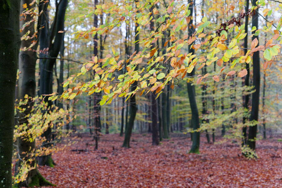 P1011019_DxO.jpeg P1011019_DxO.jpeg