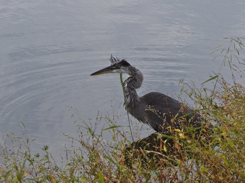 48777832807_7007e88c40_b.jpg 48777832807_7007e88c40_b.jpg