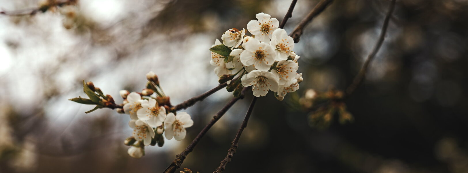 54473604653_508bea51e1_k.jpg 54473604653_508bea51e1_k.jpg