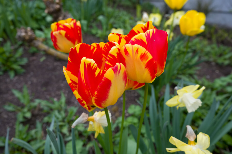 BF_00064_id.jpg BF_00064_id.jpg