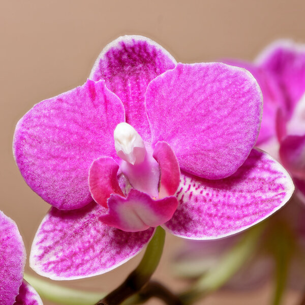 orchid_14_merge_DxO-2.jpg