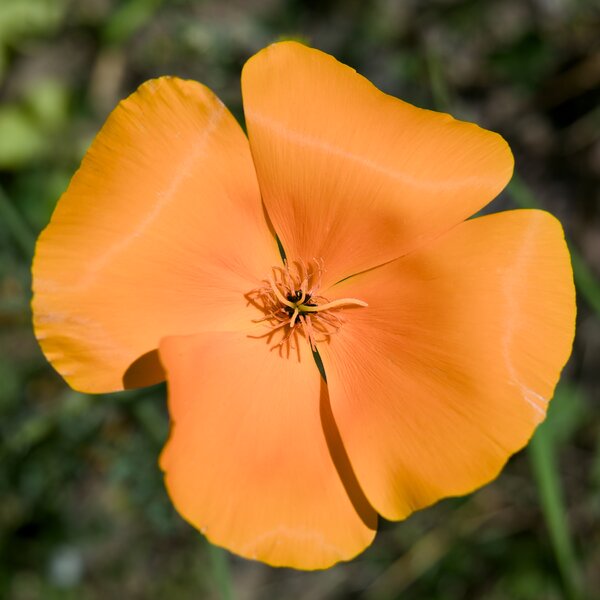 pjd_th5_marshal-park-california-poppy-p1002122_h.jpg