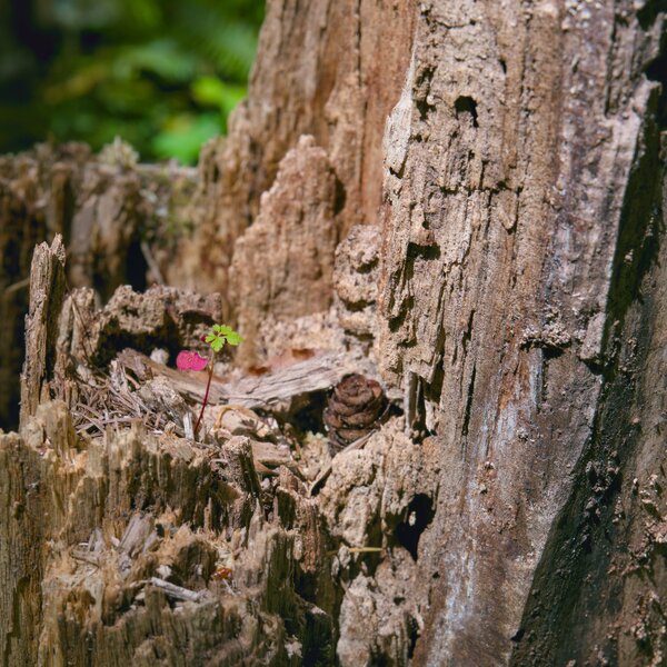 pjd_th5_marshall-park-nurse-tree-sprout-p1002117_l-forum-1.jpg