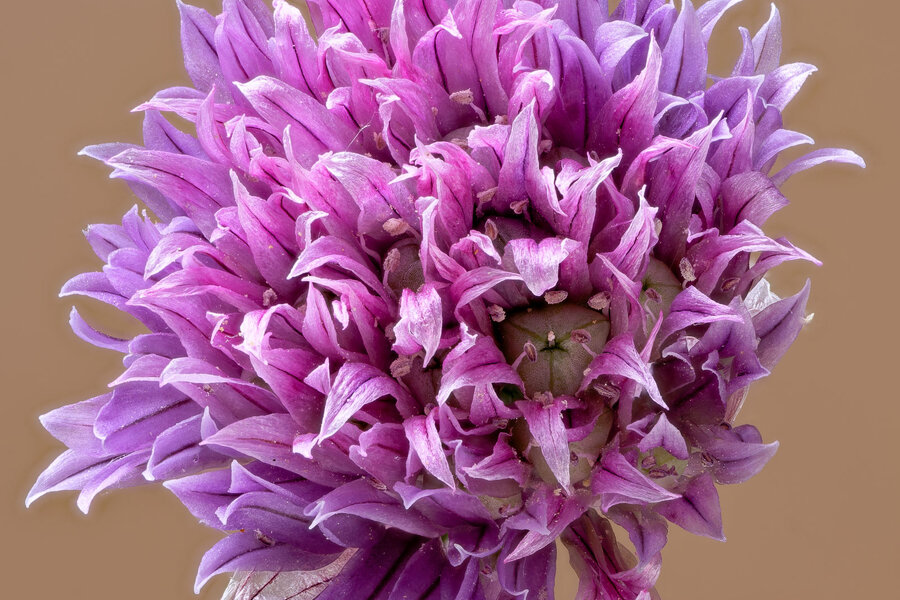 chive_2_DxO-2.jpg