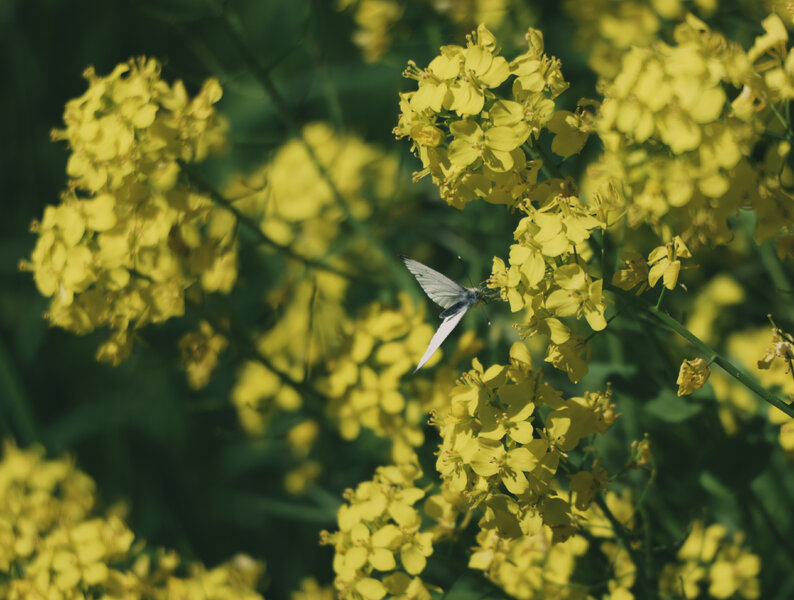 nature4.jpg nature4.jpg