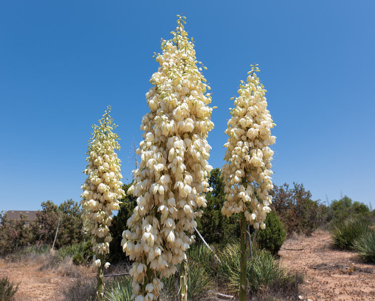 PS1R0842.jpg PS1R0842.jpg