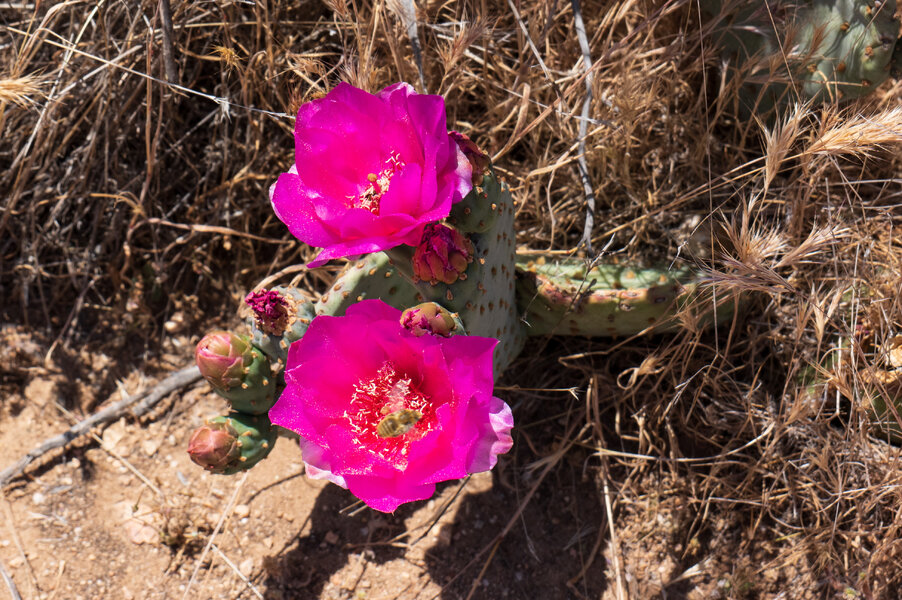 PS1R0855.jpg PS1R0855.jpg