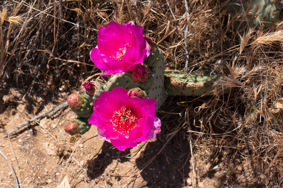 PS1R0856.jpg