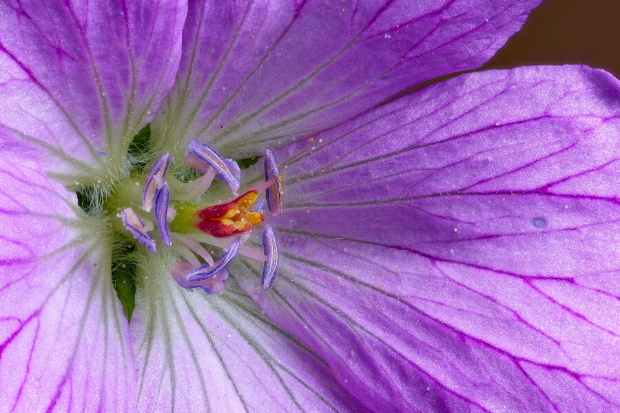 pink_dcr_250_DxO-2.jpg