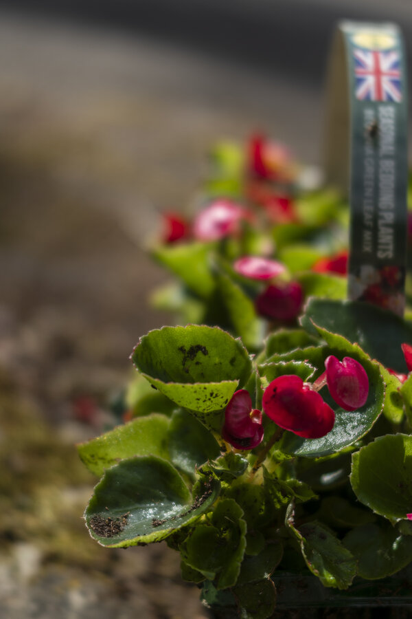 Ready for planting.jpg