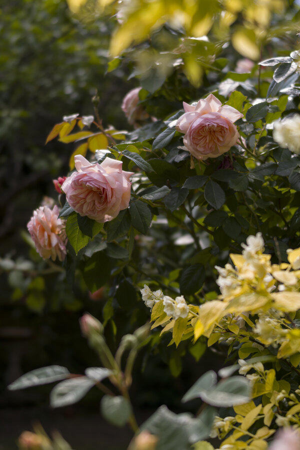 Garden Roses.jpg