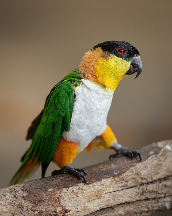 parrot_lmt.jpg