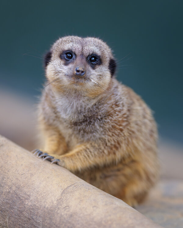 meerkat3.jpg