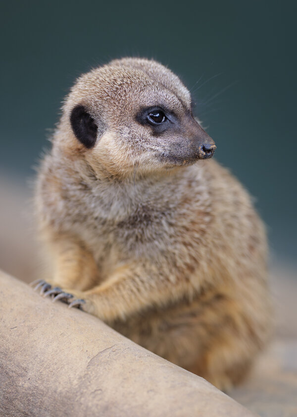 meerkat4.jpg