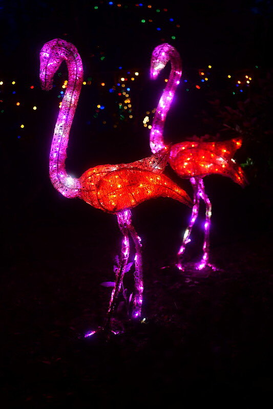 54613848354_527d617ec7_c.jpg