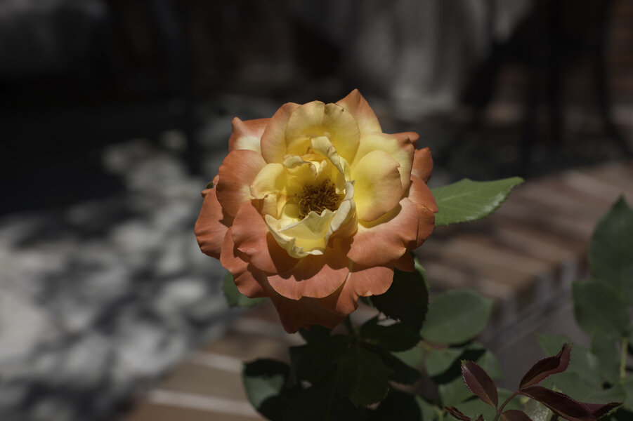 PS1R1402.jpg