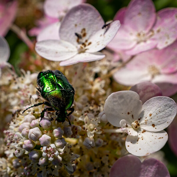 P1020715 (2).jpg P1020715 (2).jpg