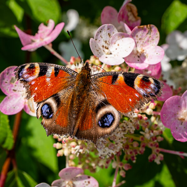 P1020721.jpg P1020721.jpg