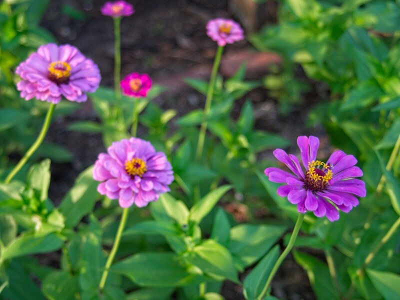 54675213106_88f9edf354_b.jpg 54675213106_88f9edf354_b.jpg