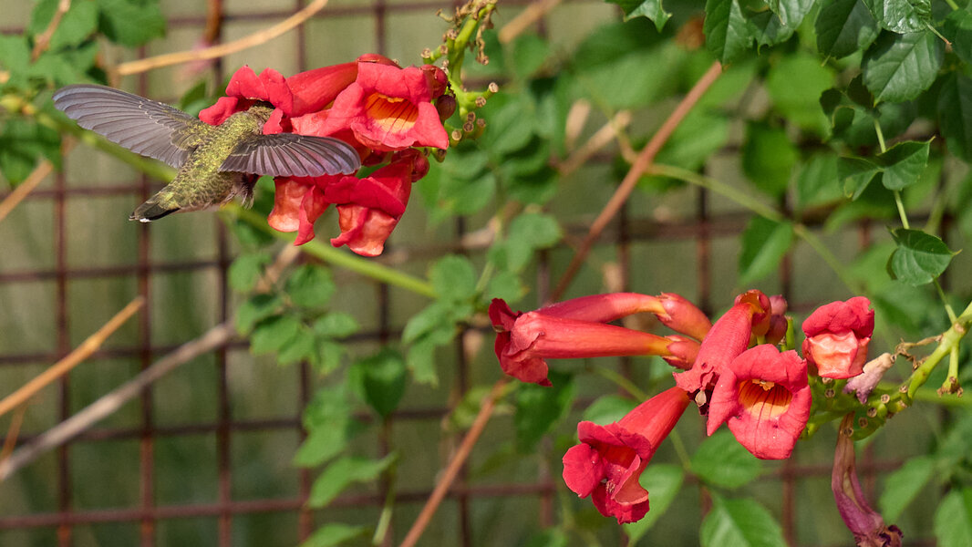 P1159286 1.jpg P1159286 1.jpg